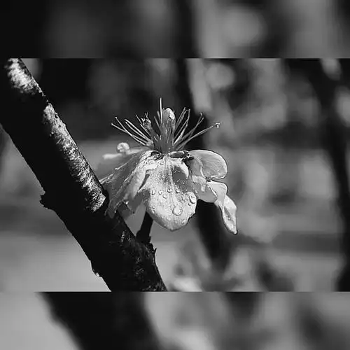 让黑白呈现出安稳而沉静的画面