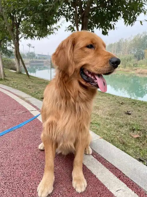 广大网友,我家金毛于2021年12月26日在商贸城四季天街附近遛它时跑丢