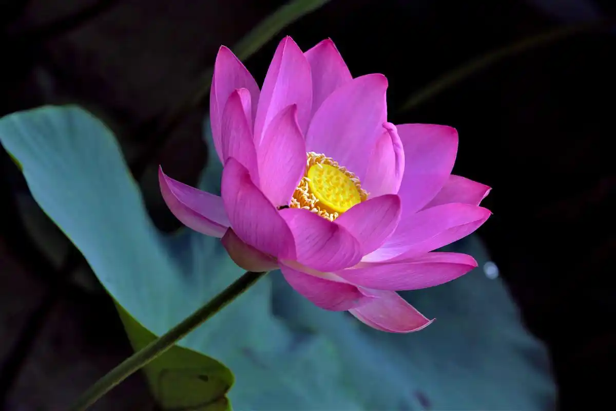 大年初四给朋友们拜年,送上吉祥平安的荷花祝福