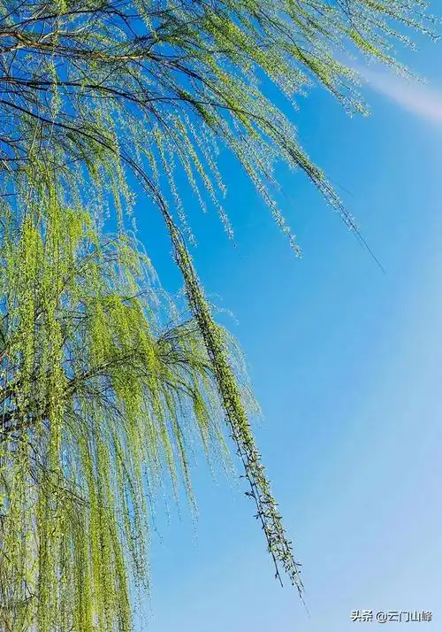 诗情画意的图片翠柳轻风春色流的诗词意境如何拍摄