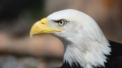 秃头鹰6k壁纸壁纸