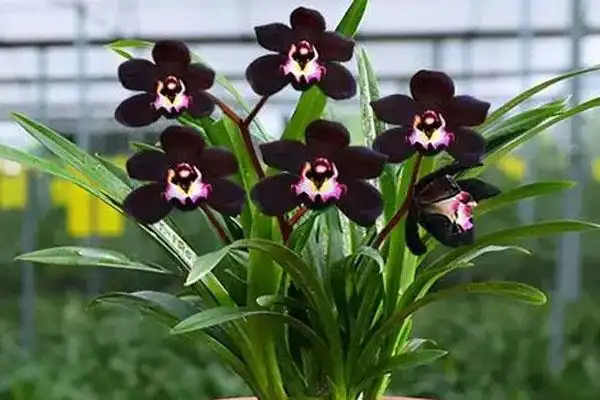 最名贵的十种花卉