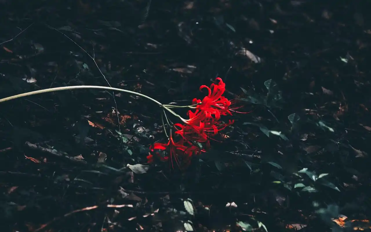 唯美彼岸花高清桌面壁纸
