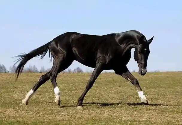 回顾世界上名贵的前5大名马汗血马居然排不进前二第一名价值4亿