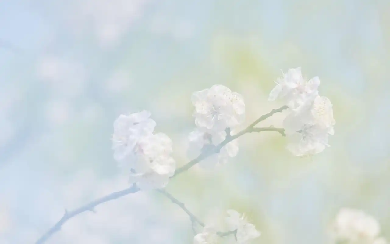 唯美清新花卉微距摄影图片电脑壁纸 _ 图片网