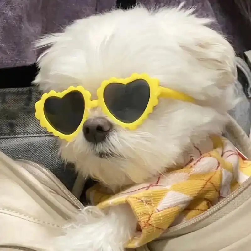 墨镜小狗头像,奶酷奶酷!  #猫狗头像 #我的新头像 #狗狗 - 抖音