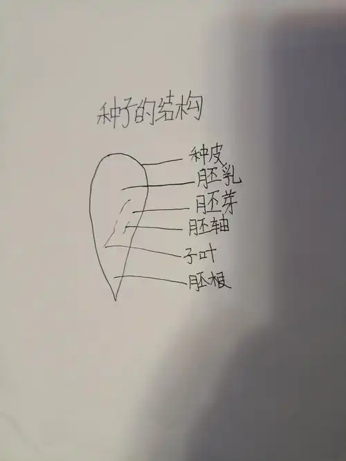 观察苹果种子的内部结构(1916班梁家源)