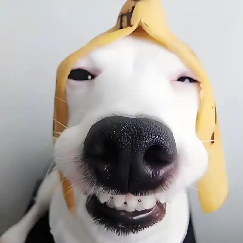 96 今天我要和大家分享一些能够治愈心灵的笑容图片98,当你看到