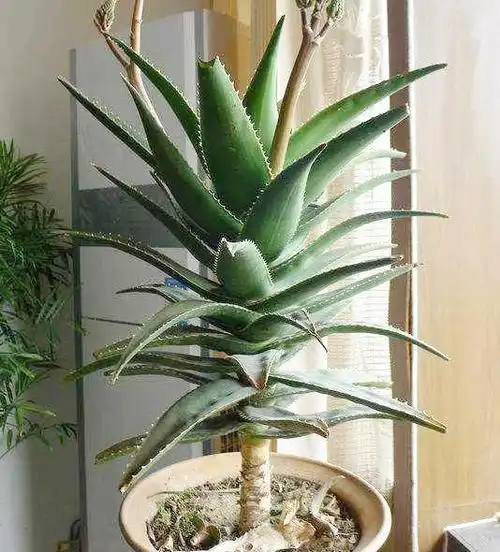 芦荟也能养成"老树桩",枝干比人高,做菜美容用一年|吊兰|植株_网易