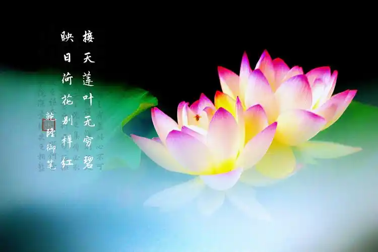 郭宝善摄影:荷花