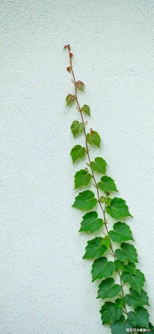 护眼绿色植物手机壁纸_高清绿色叶子锁屏壁纸