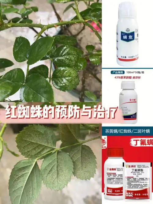 月季红蜘蛛的预防与治疗