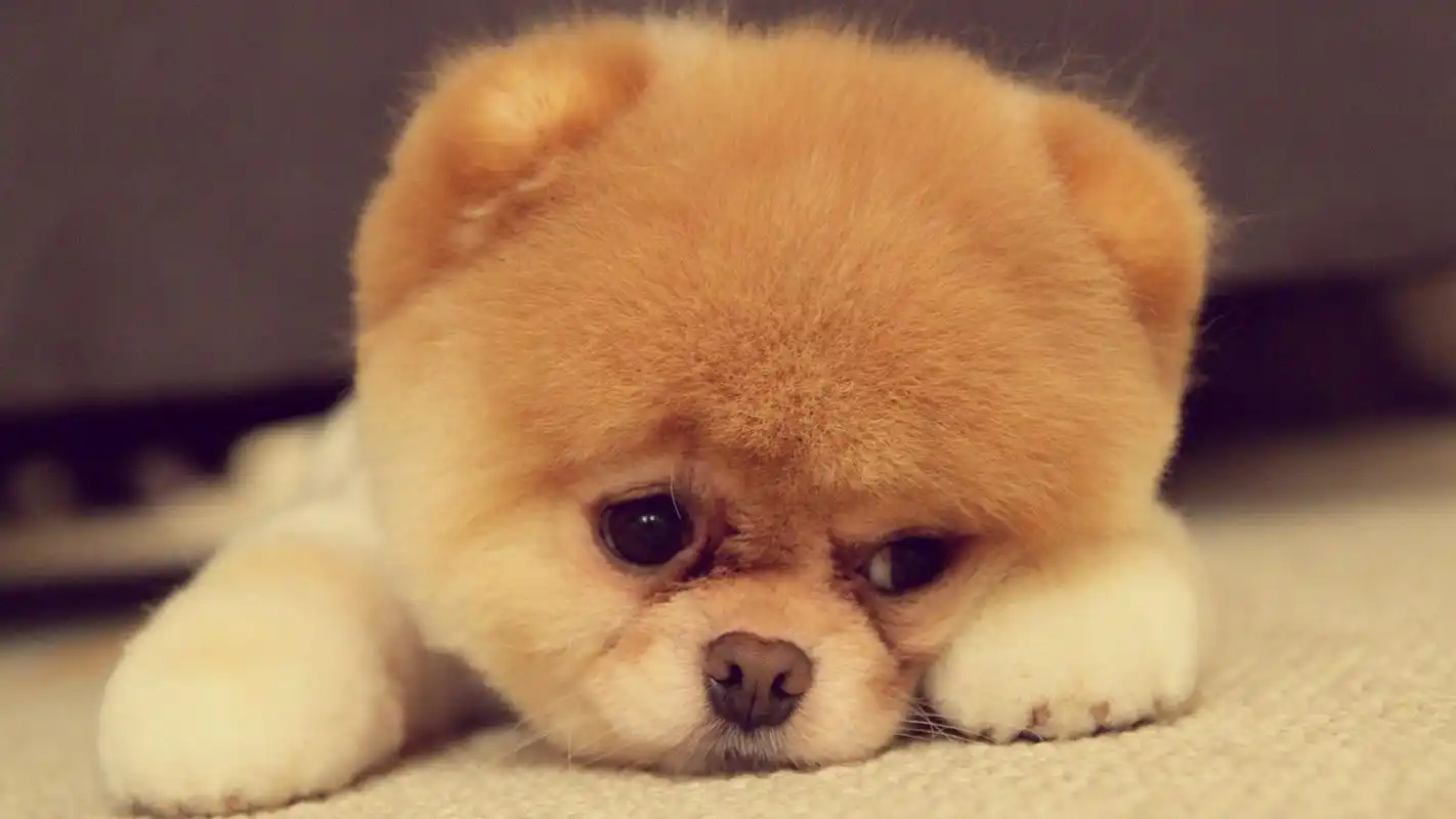 水龙头下的小猫咪可爱呆萌高清图片桌面壁纸下载