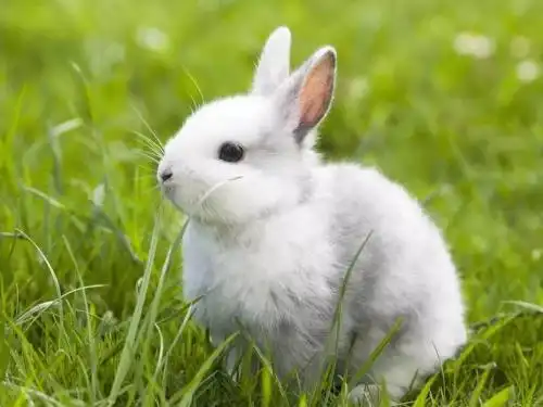 心理学;你认为哪一只兔子好看,测你前世是千年老妖还是修道仙人