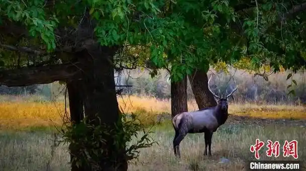 图为天山马鹿正在奔跑.路刚 摄