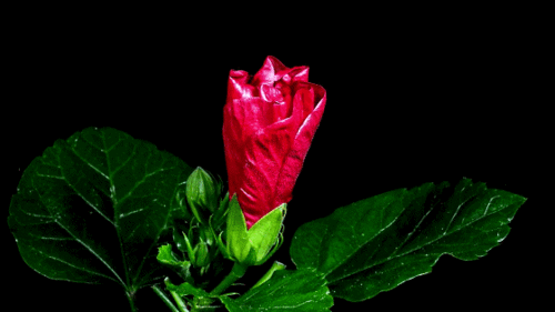 花开瞬间丨21组鲜花开花动图屏住呼吸惊艳你的眼球