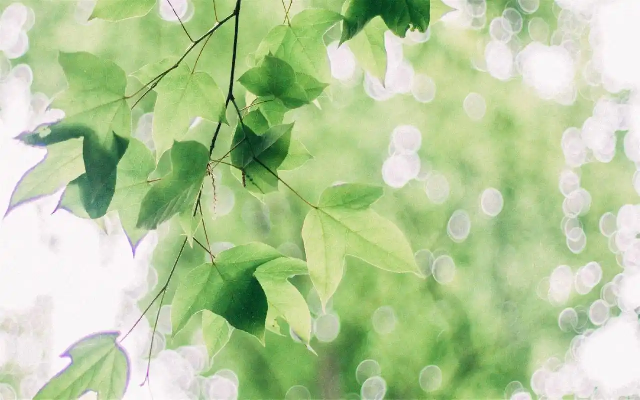 绿色护眼树叶高清桌面壁纸