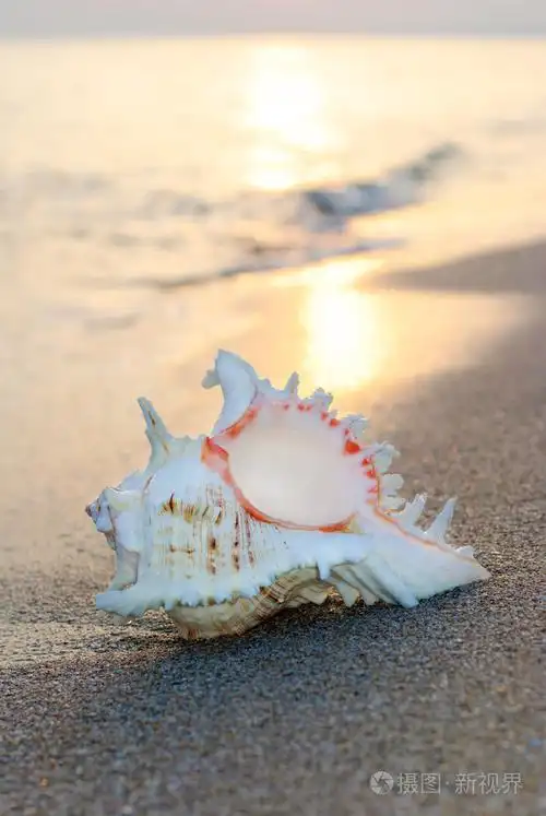 在打击日落沙滩上的贝壳