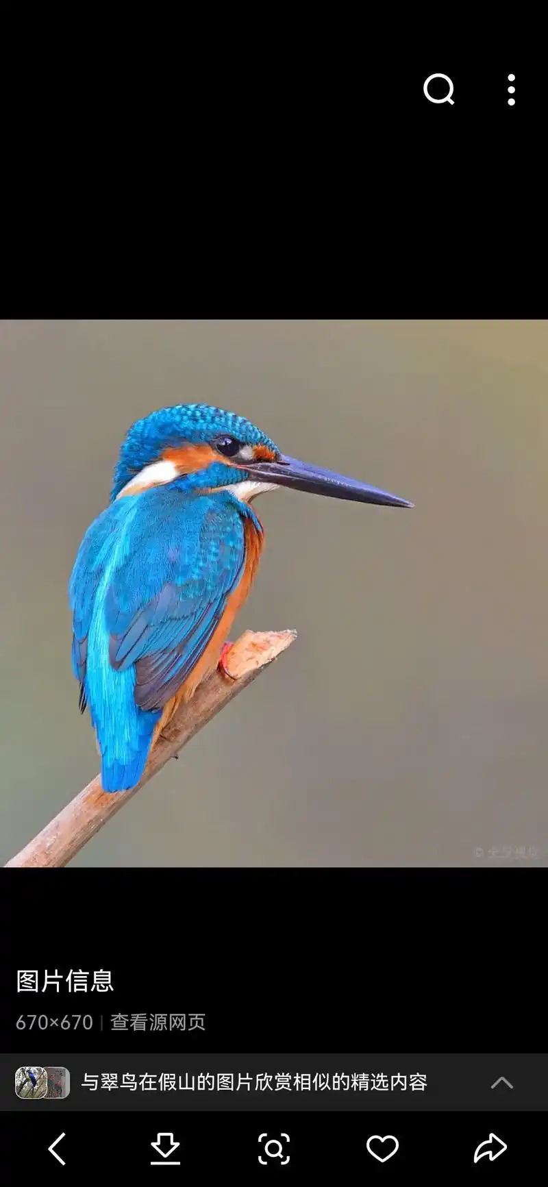 再发一组翠鸟图片,希望大家能喜欢! - 抖音