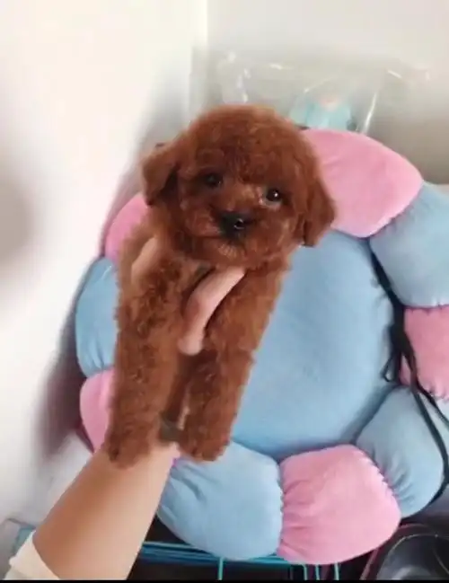 自家的一只3个月的小体泰迪找家