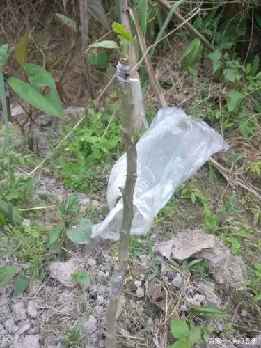 凑热闹发个茄子嫁接成果图