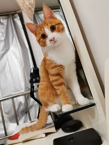 给大家看看橘猫和美短串串我的宠儿