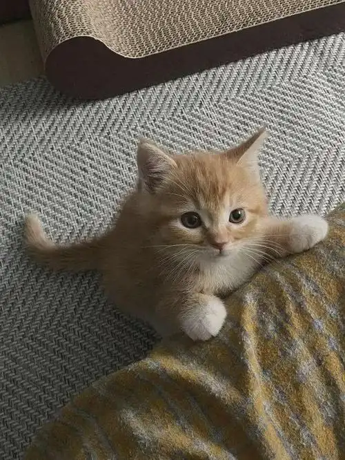 萌化人心!28张超级可爱的动物图片大放送!