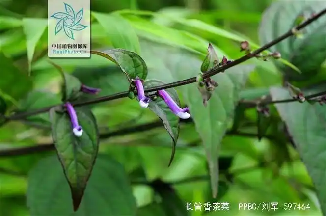 p>长管香茶菜,中药名.