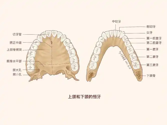 解剖学教材重绘35牙疼不是病疼起来要命