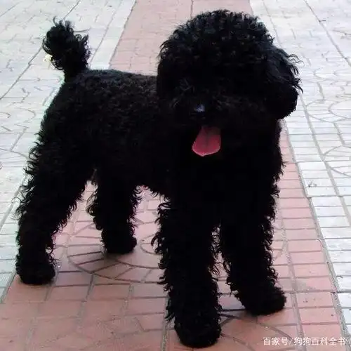 养泰迪,选择黑色的,看完你就没理由拒绝了
