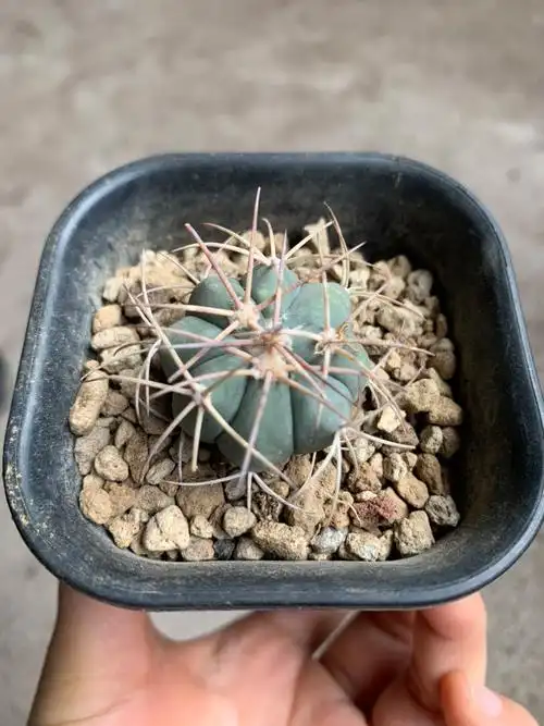 四海园艺平丸实生仙人球强刺球小平丸多植物多肉植物