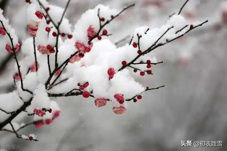 诗词解读迎年雪里梅花七首千树开时雪里看无限精神总属他