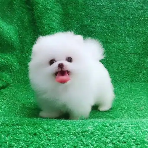 10种最可爱的宠物狗排名,喜欢萌的狗狗就按这个买-宠物主人