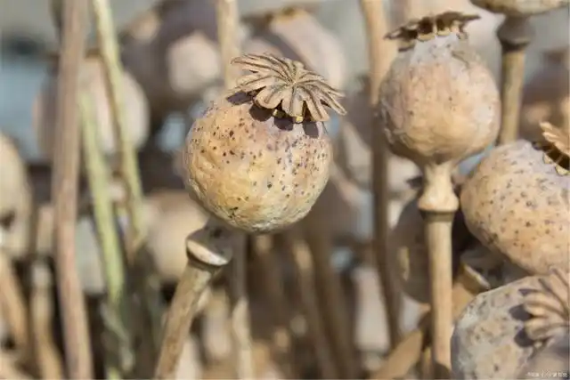 鸦片从治病圣药到祸国殃民,是大清自甘堕落还是被人利用?