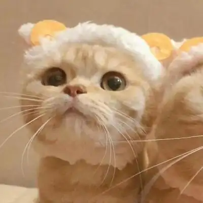 猫咪头像情侣闺蜜一起用啦太可爱了吧 爱了爱了拿图记得点赞哟 揪咪