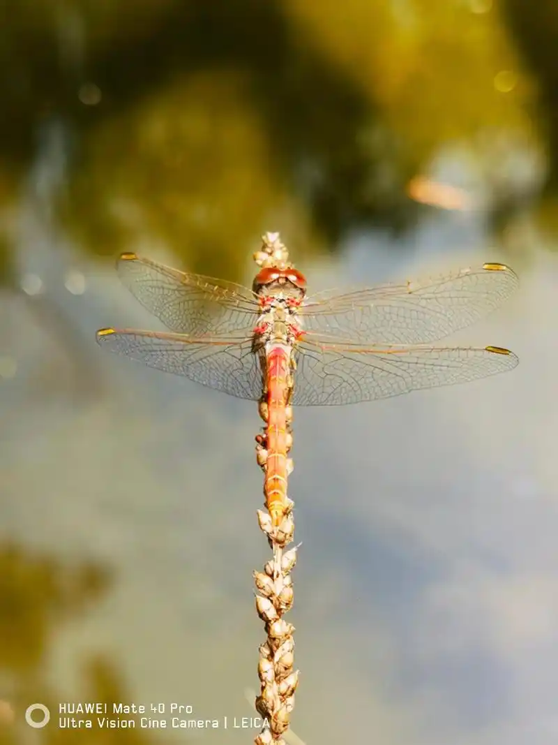 《红蜻蜓》    文/图 米容君  一年一度喜相逢, 赤羽龙 - 抖音