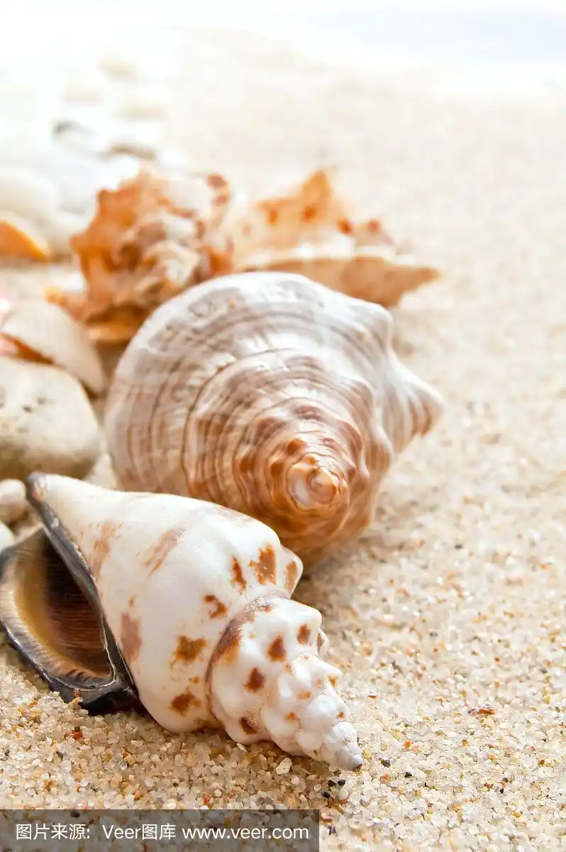 海滩上的贝壳