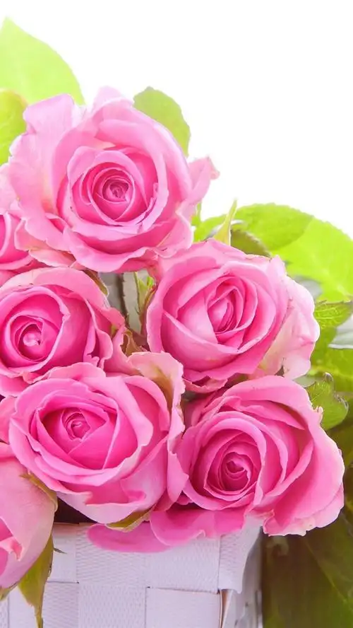 壁纸 一些粉红玫瑰,绿叶,白色背景 2560x1600 hd 高清壁纸, 图片