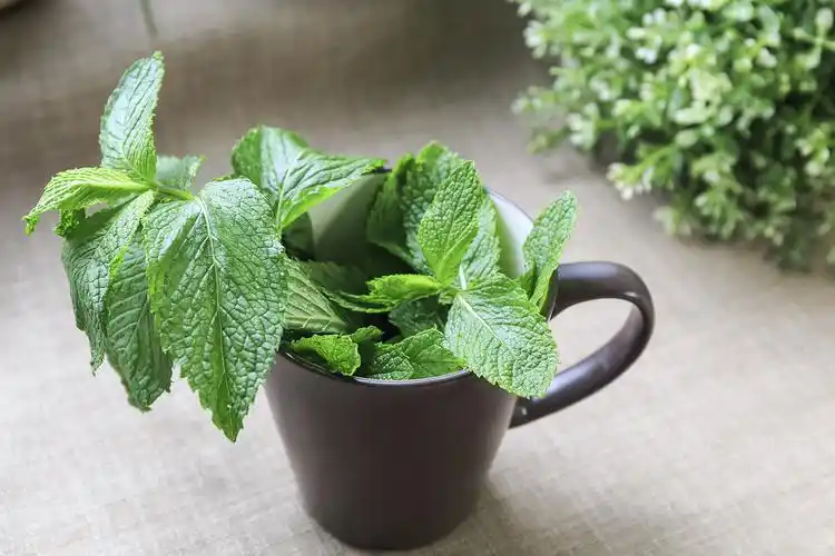 这个春天,植物也走ins风