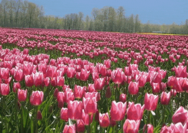 身边的花博丨300万株,免费看!_郁金香