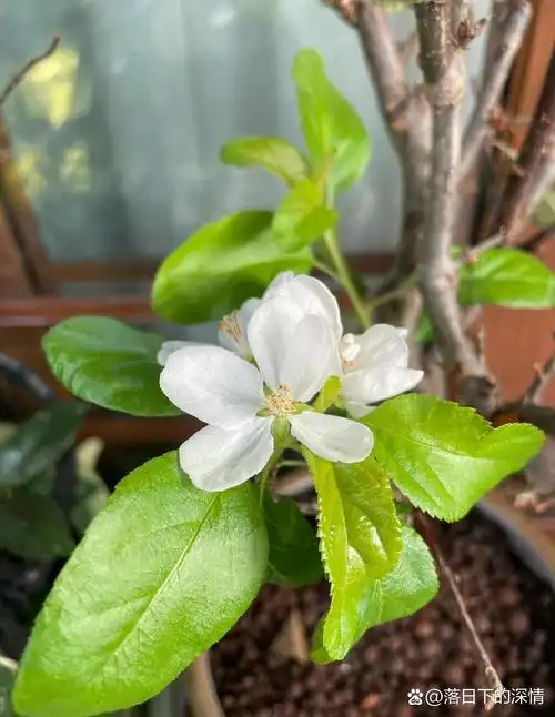 盆栽海棠花的养殖方法和注意事项7815 16615.