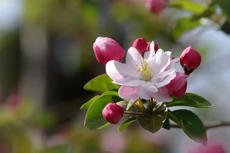 粉色海棠花图片花卉鲜花花朵果树海棠海棠花