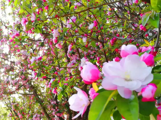 一小校园 美丽依然