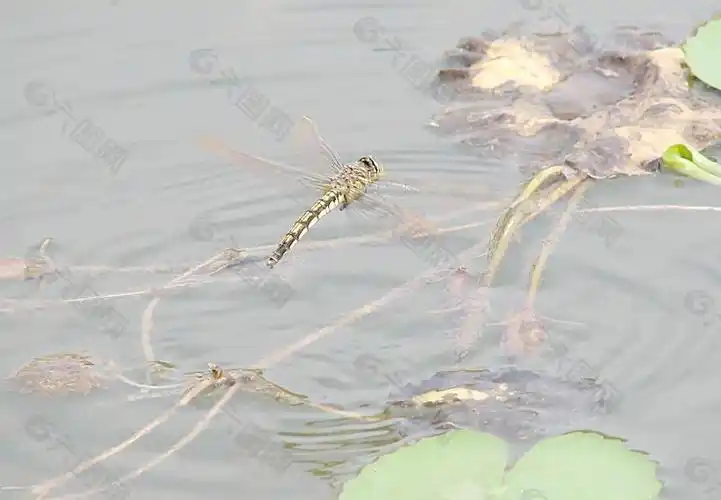 蜻蜓点水图片
