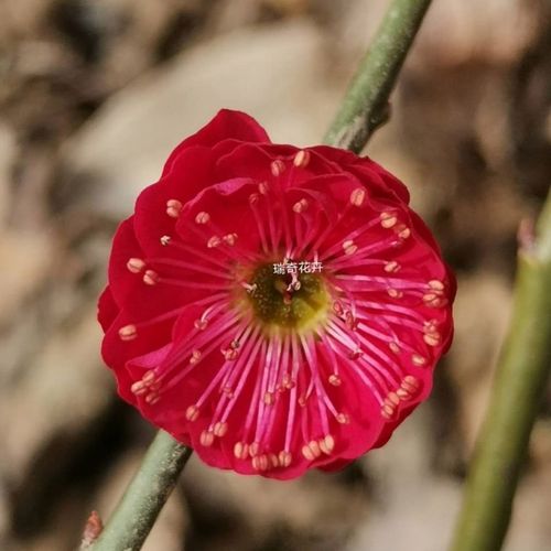 原生红梅红须朱砂骨里红梅
