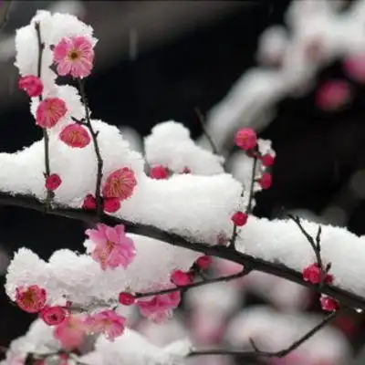 梅花唯美图片意境头像