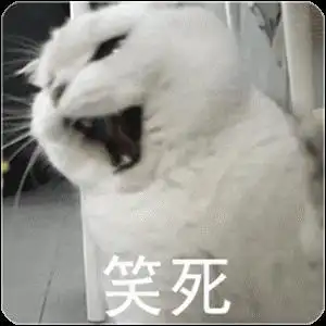 猫咪笑死_猫咪表情