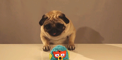 搞笑gif萌宠gif搞笑动物gif可爱gif笑死人gif