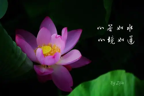 心若如莲心静如莲