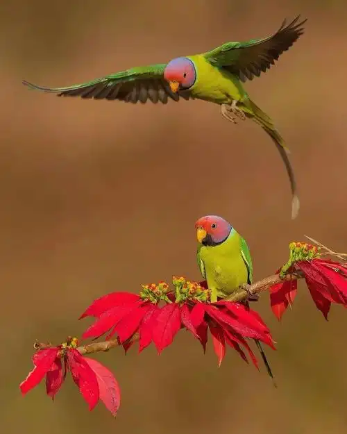 美丽生动花鸟图
